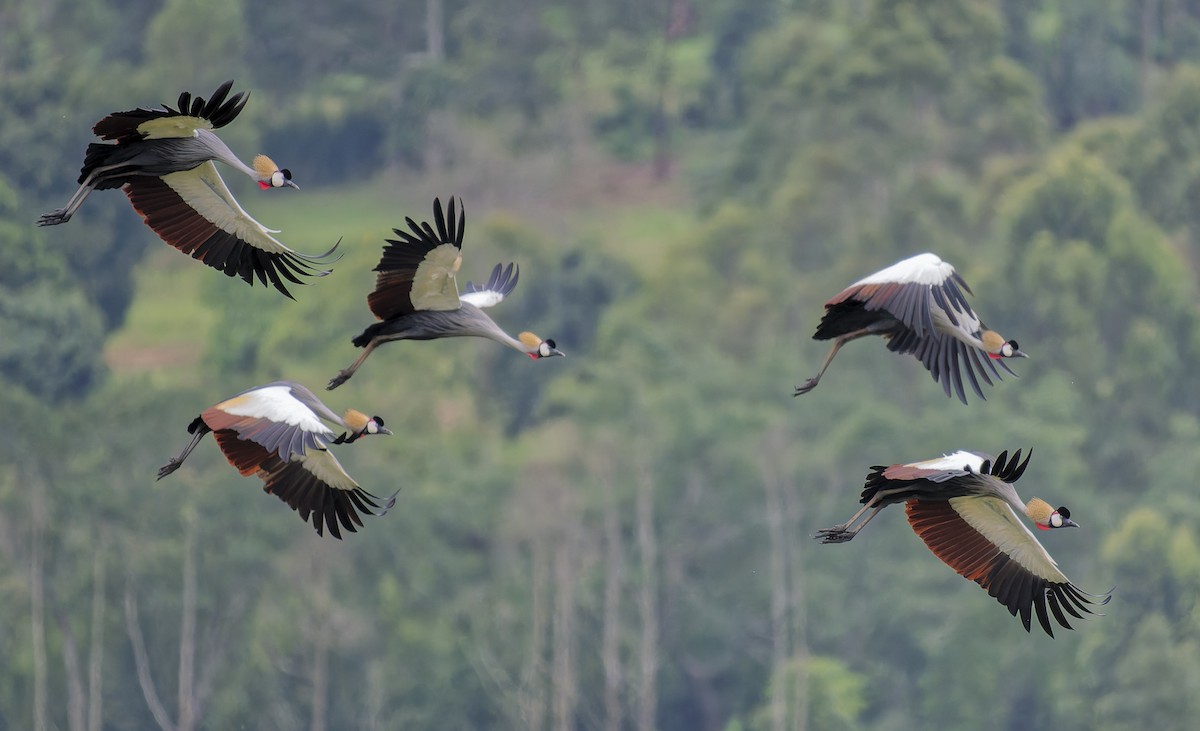 Gray Crowned-Crane - ML646361495