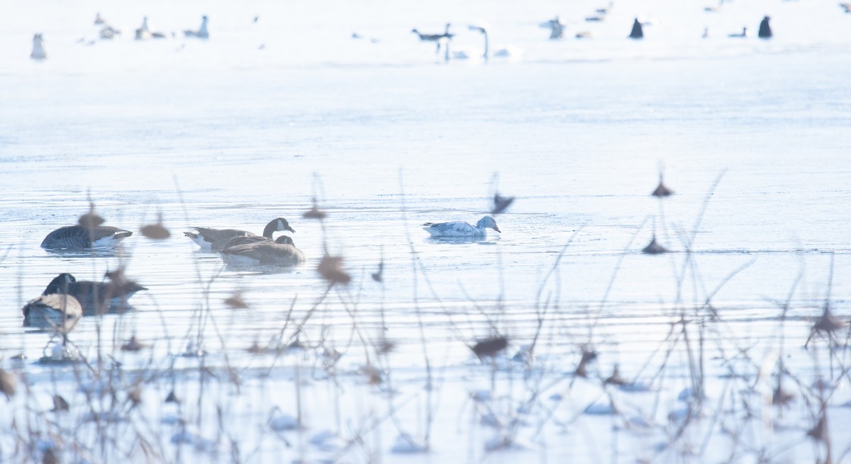 Snow Goose - ML646361496