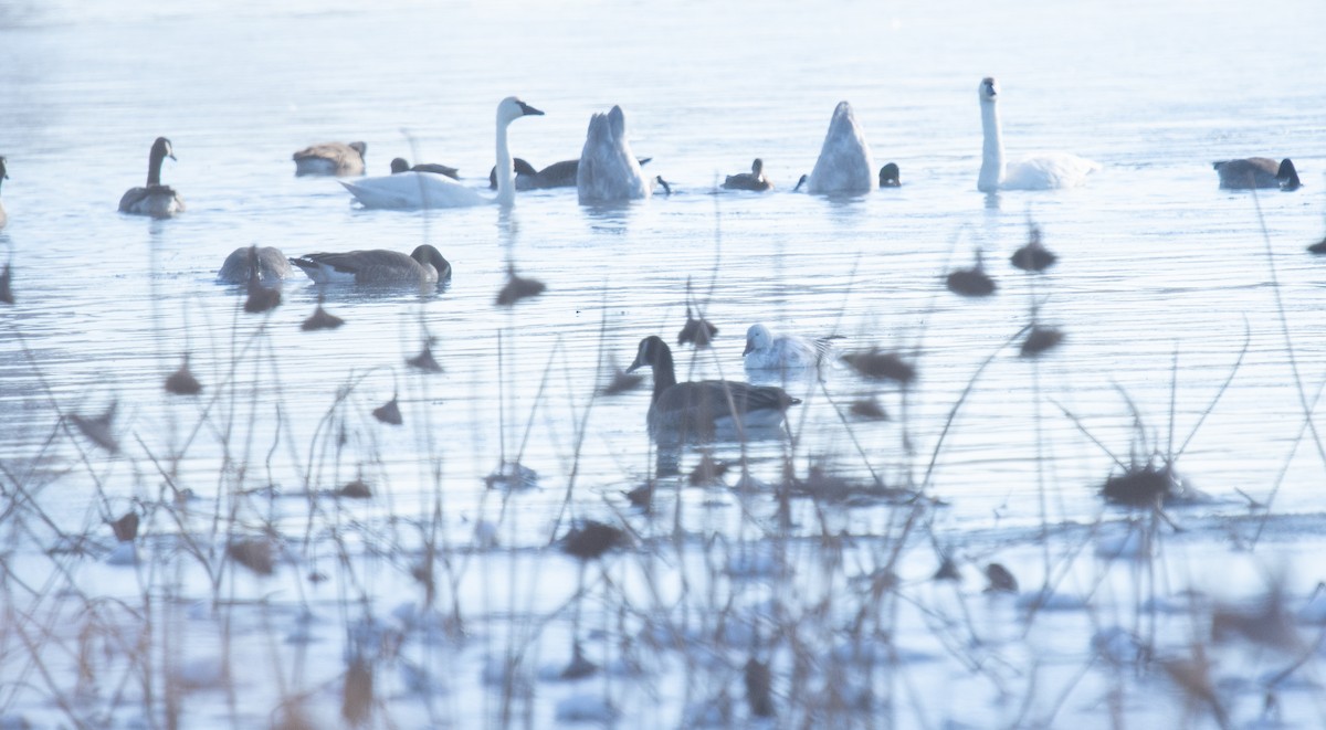 Snow Goose - ML646361497