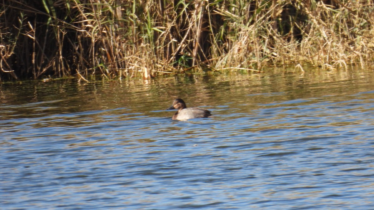 Common Pochard - ML646361500
