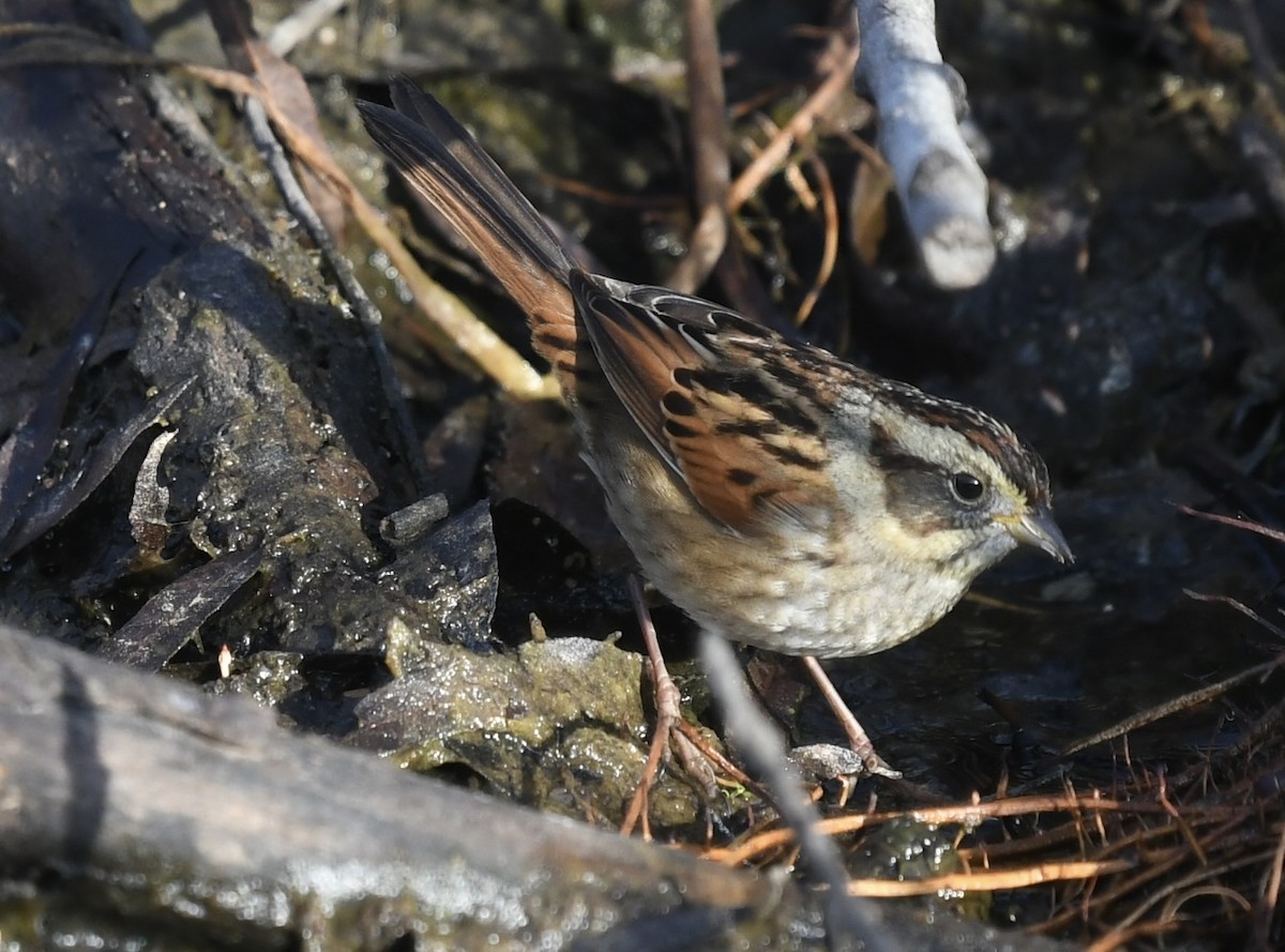 Bataklık Serçesi - ML646361502