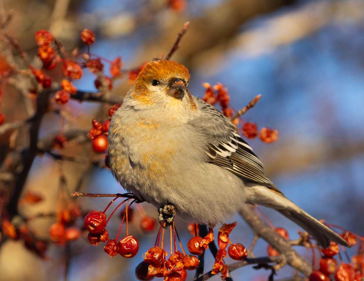 ギンザンマシコ - ML646361503