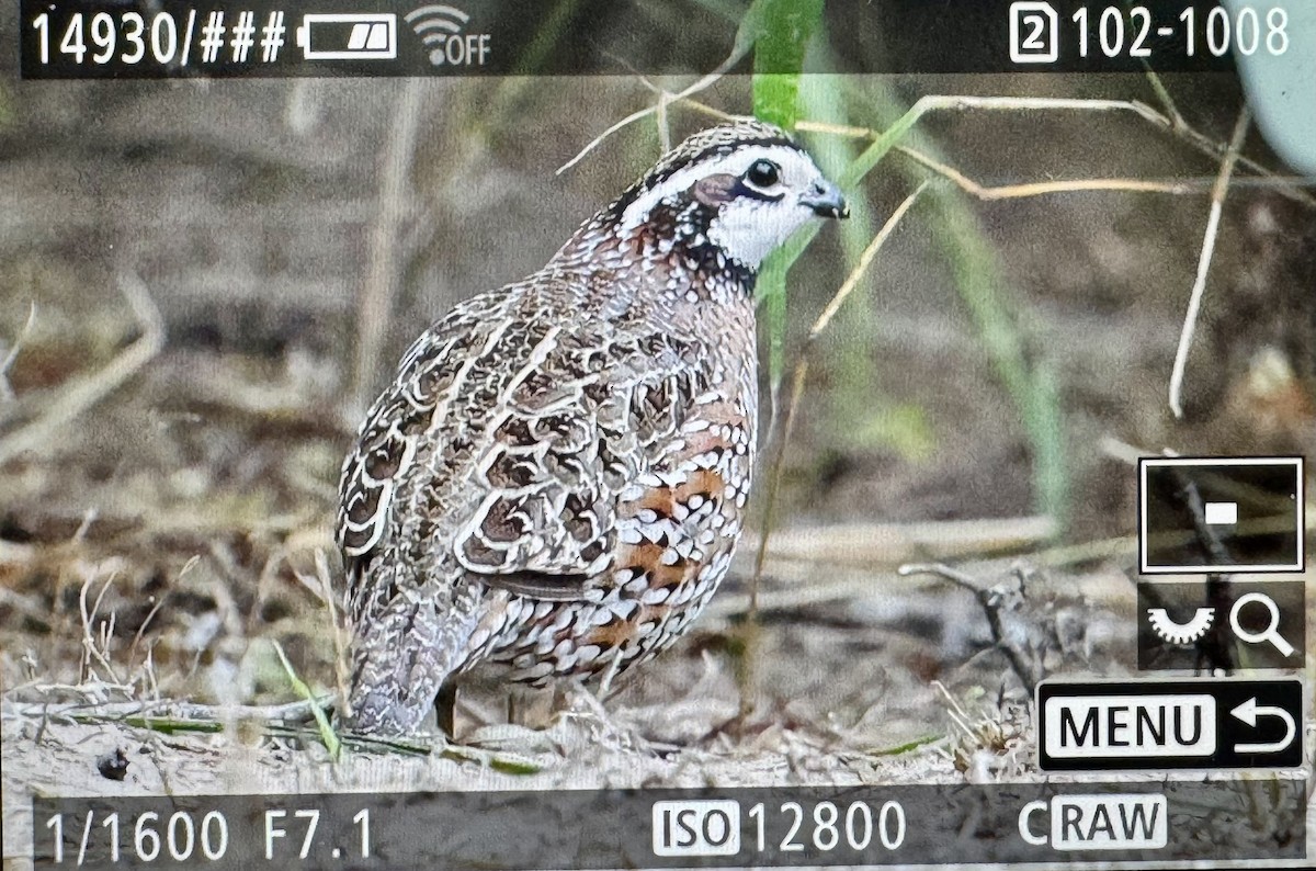 Northern Bobwhite - ML646361507