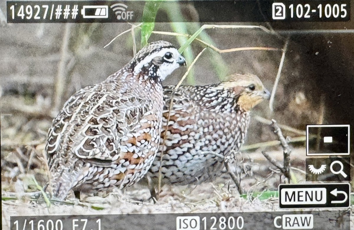 Northern Bobwhite - ML646361508