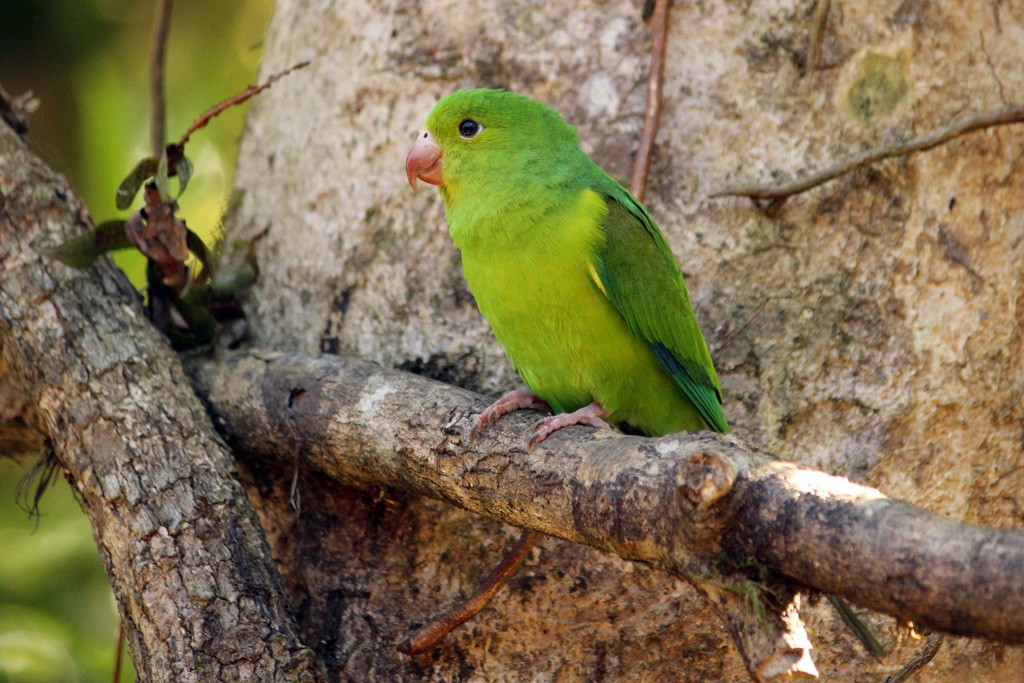 Plain Parakeet - ML64636151