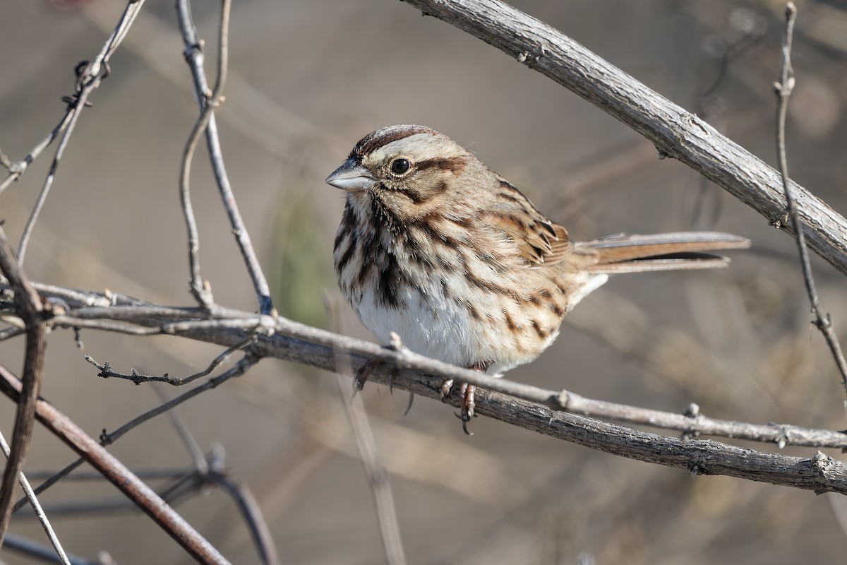 strnadec zpěvný - ML646361514