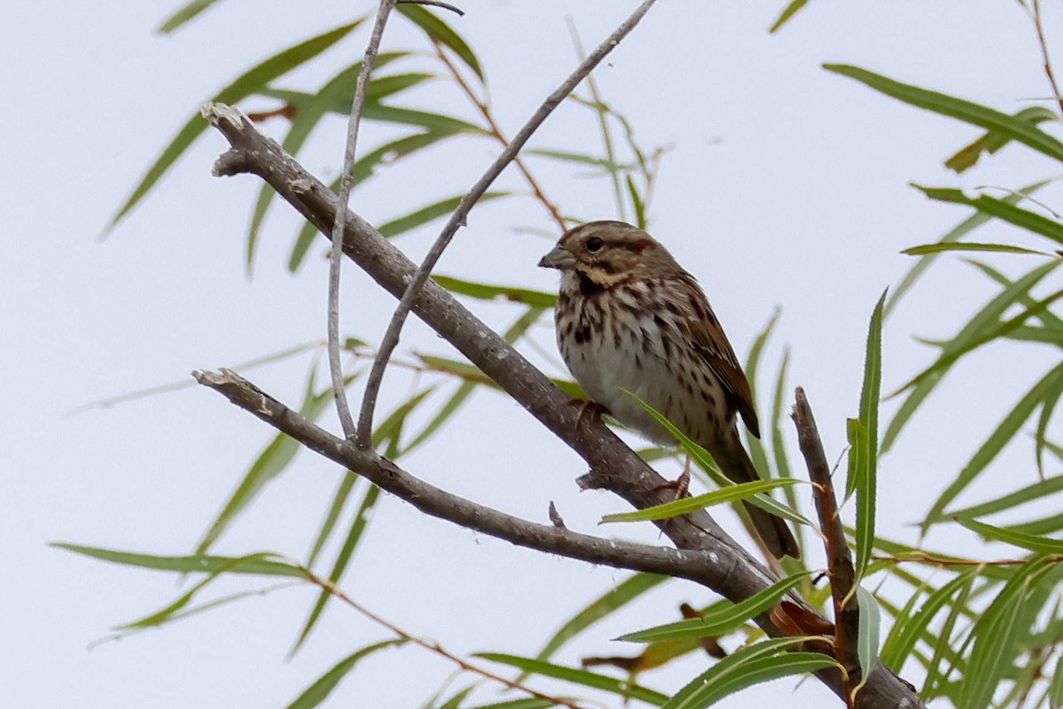 strnadec zpěvný - ML646361515