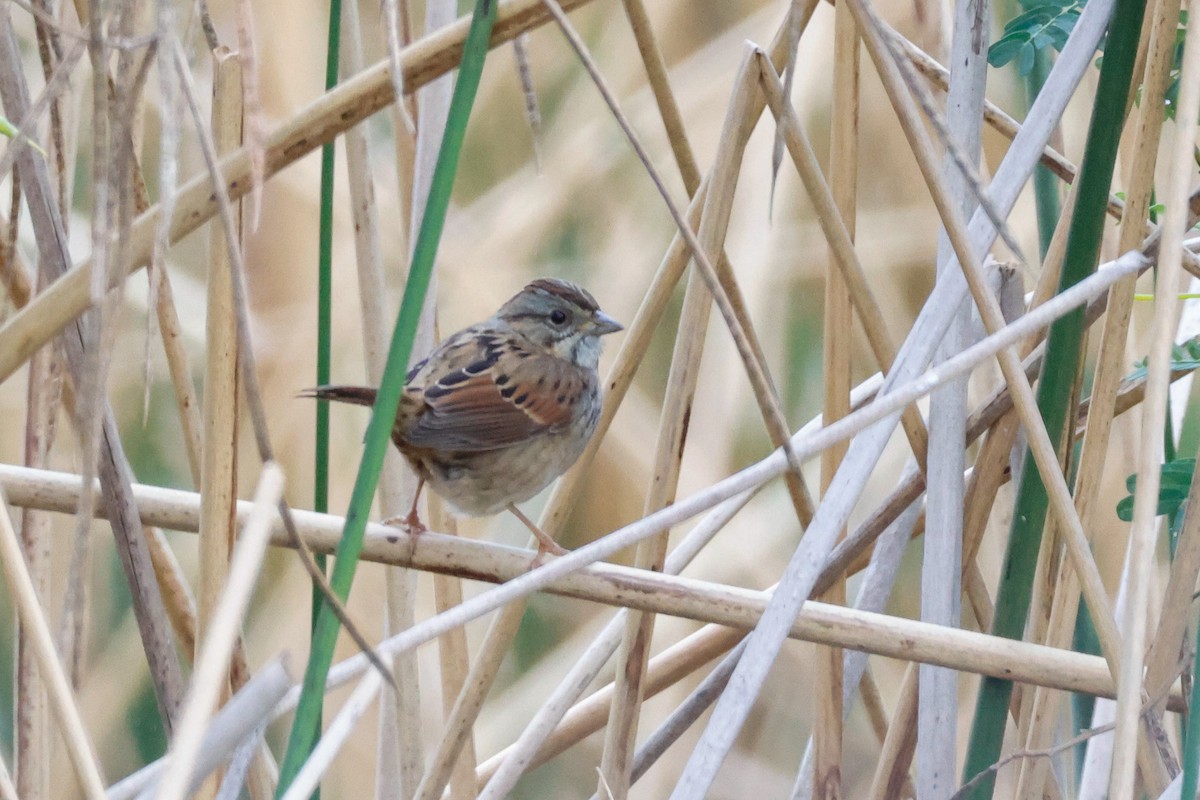 Swamp Sparrow - ML646361518