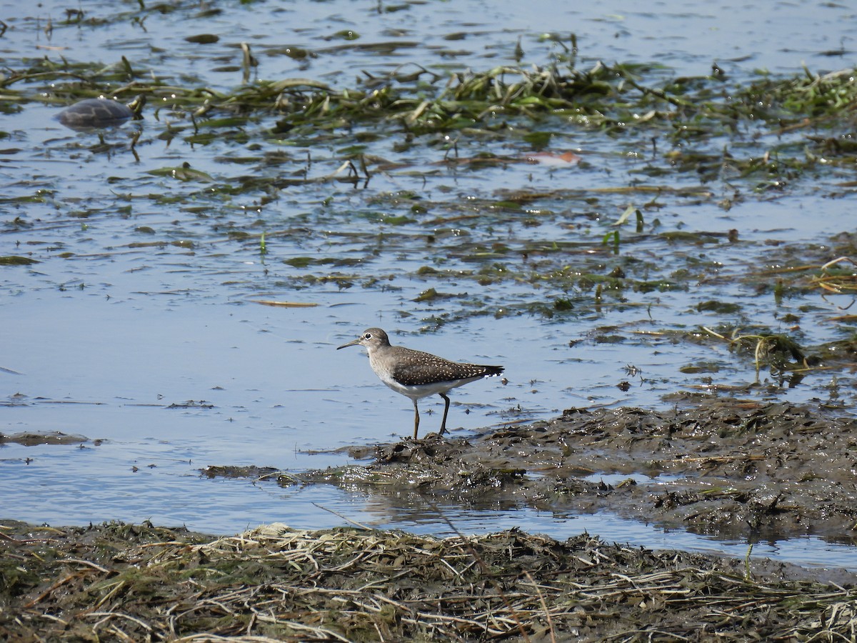Solitary Sandpiper - ML646361520