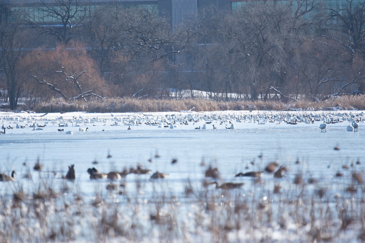 Tundra Swan - ML646361521