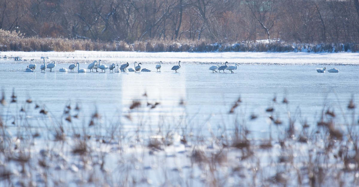 Tundra Swan - ML646361522