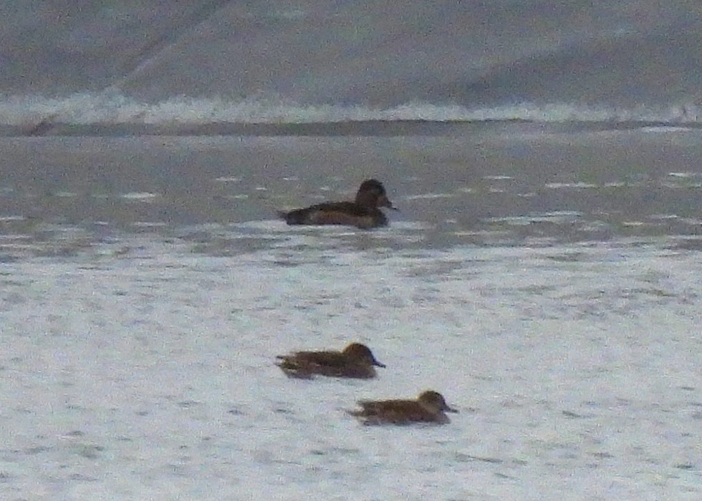 צולל צווארון - ML646361523