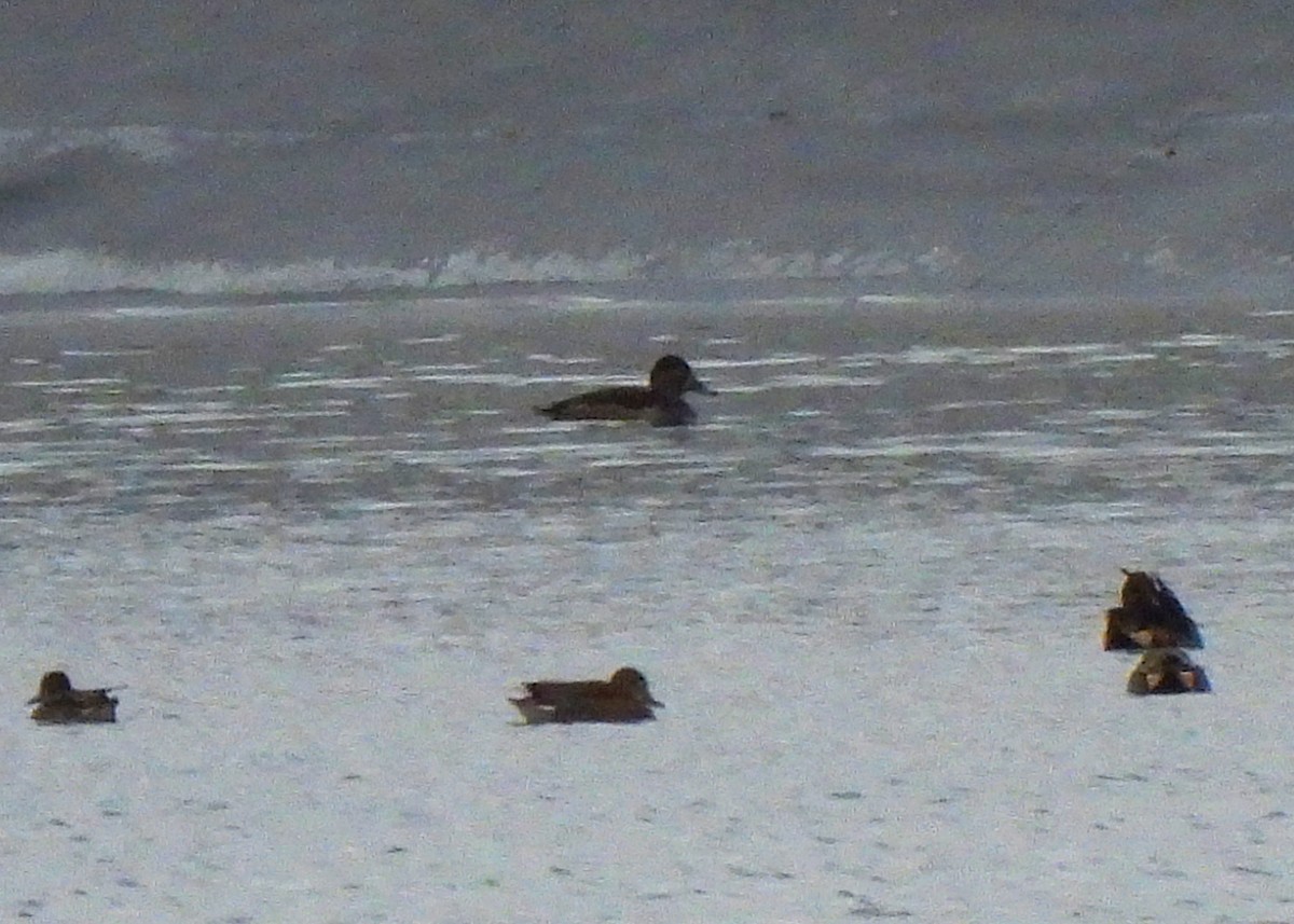 צולל צווארון - ML646361524