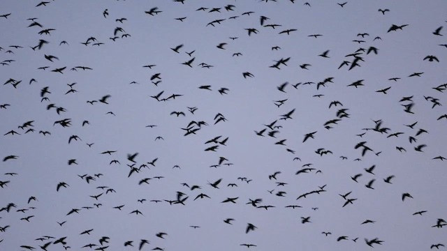 בז אמור - ML646361525