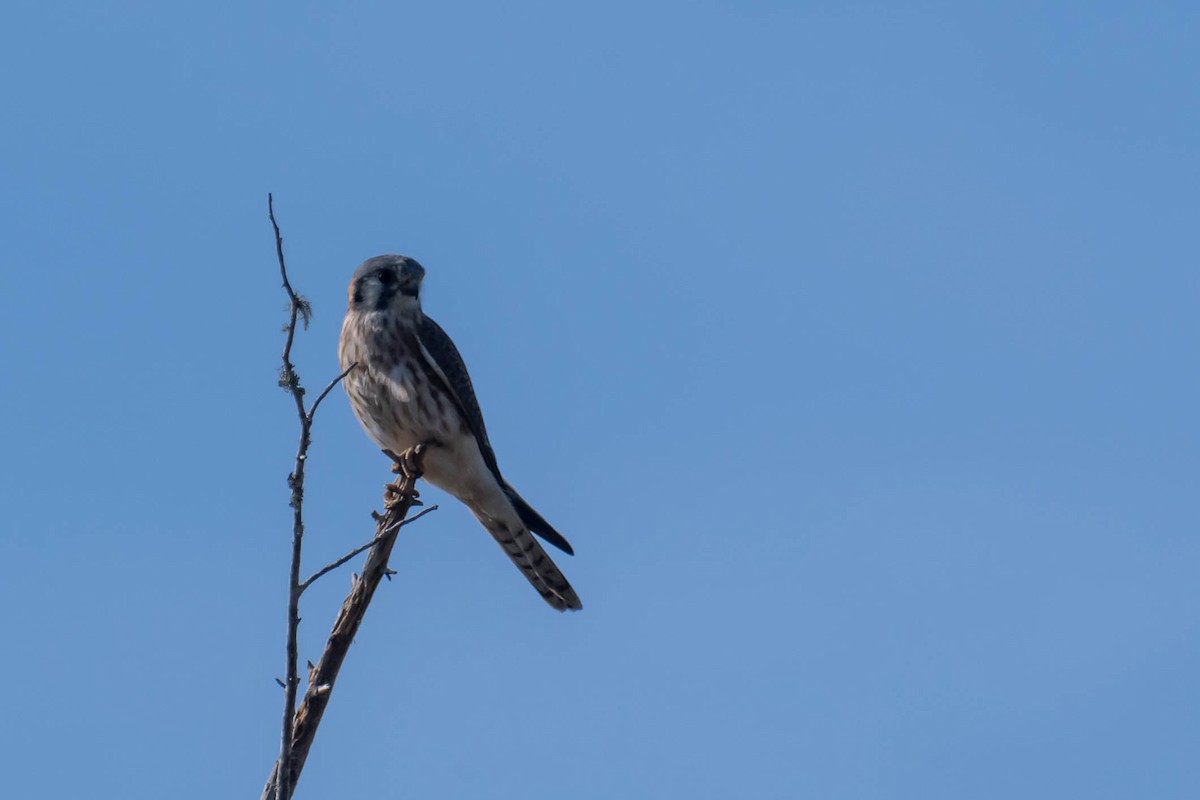 American Kestrel - ML646361529