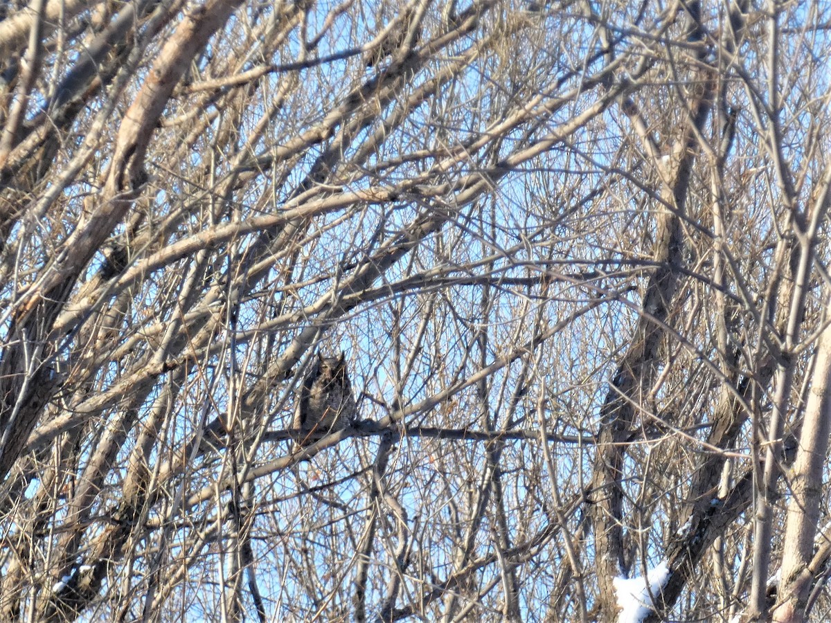 Great Horned Owl - ML646361530