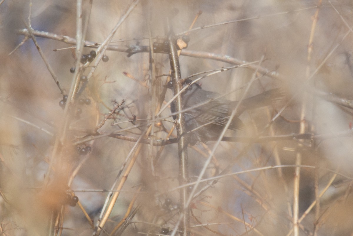 Gray Catbird - ML646361531