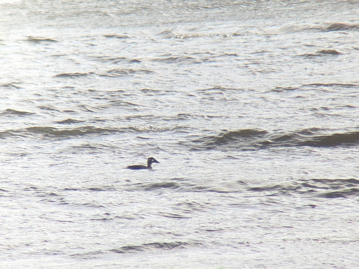 Surf Scoter - ML646361532