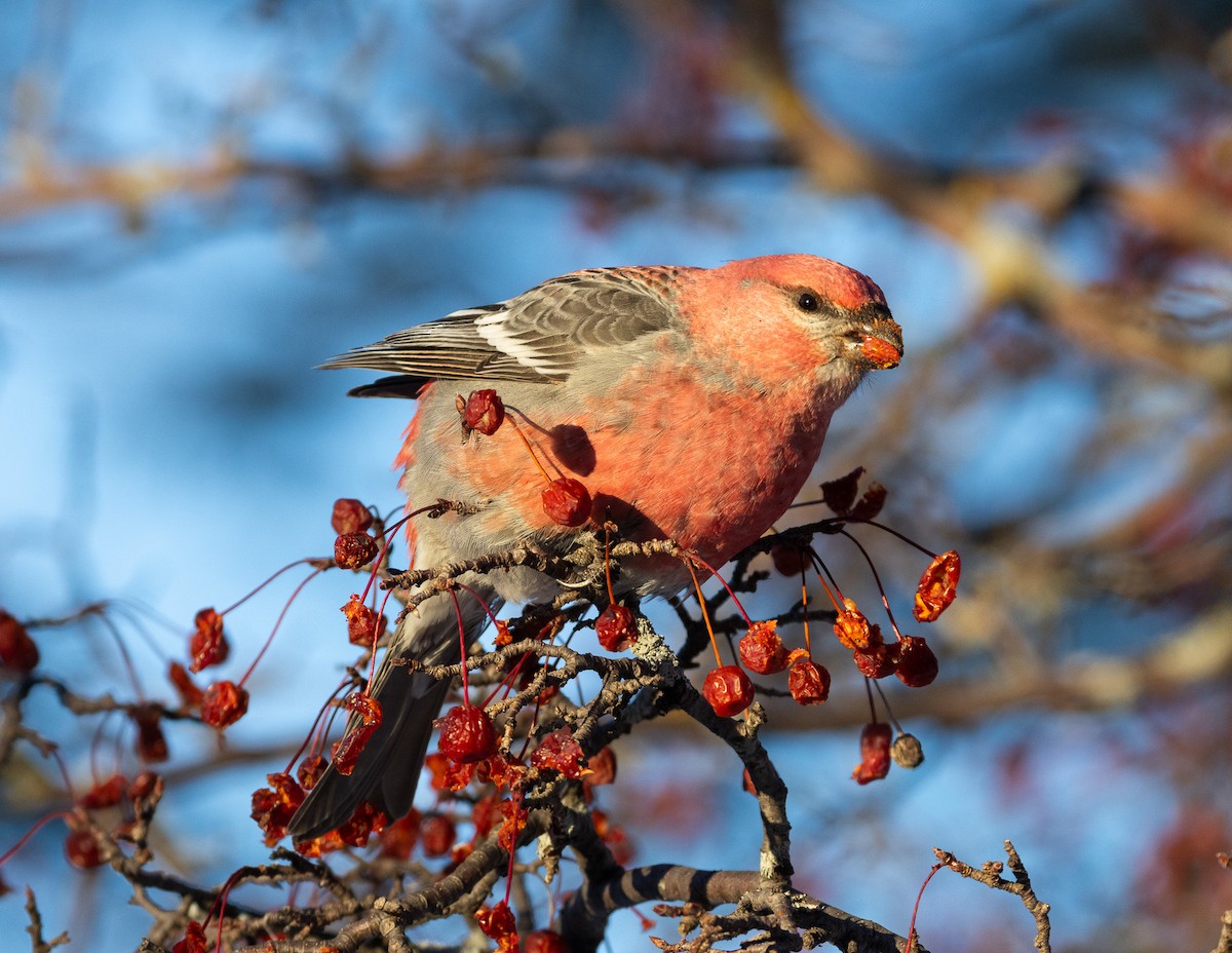 ギンザンマシコ - ML646361533