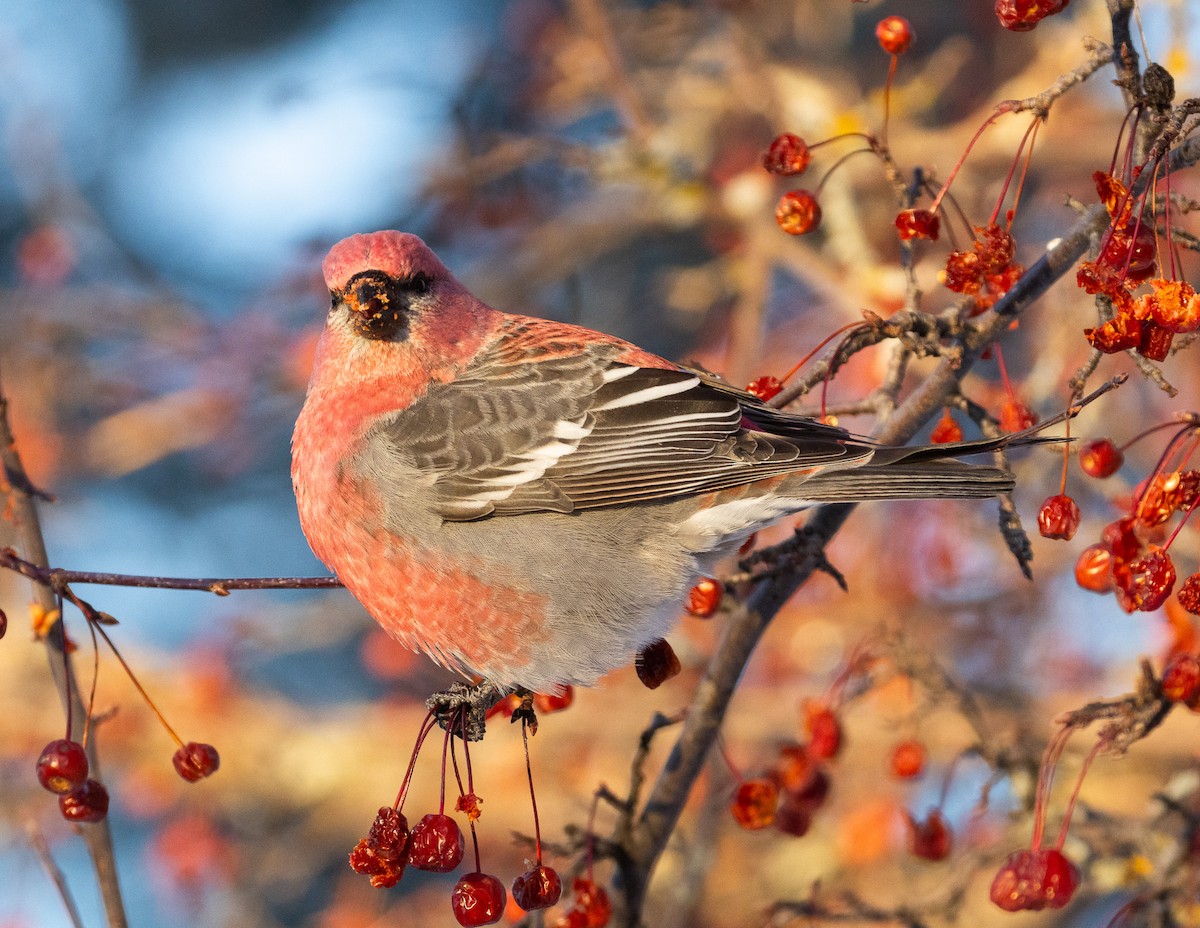 ギンザンマシコ - ML646361534