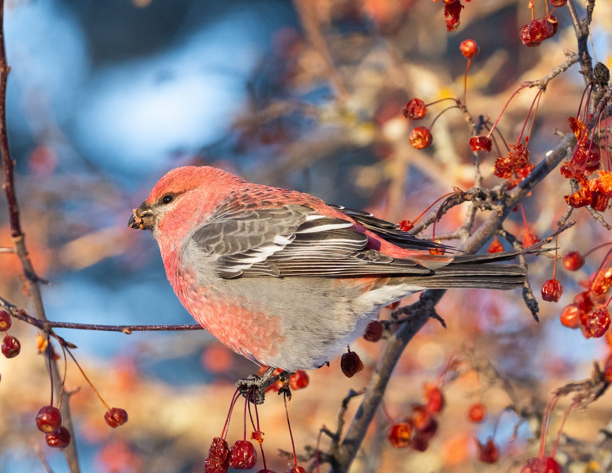 ギンザンマシコ - ML646361535