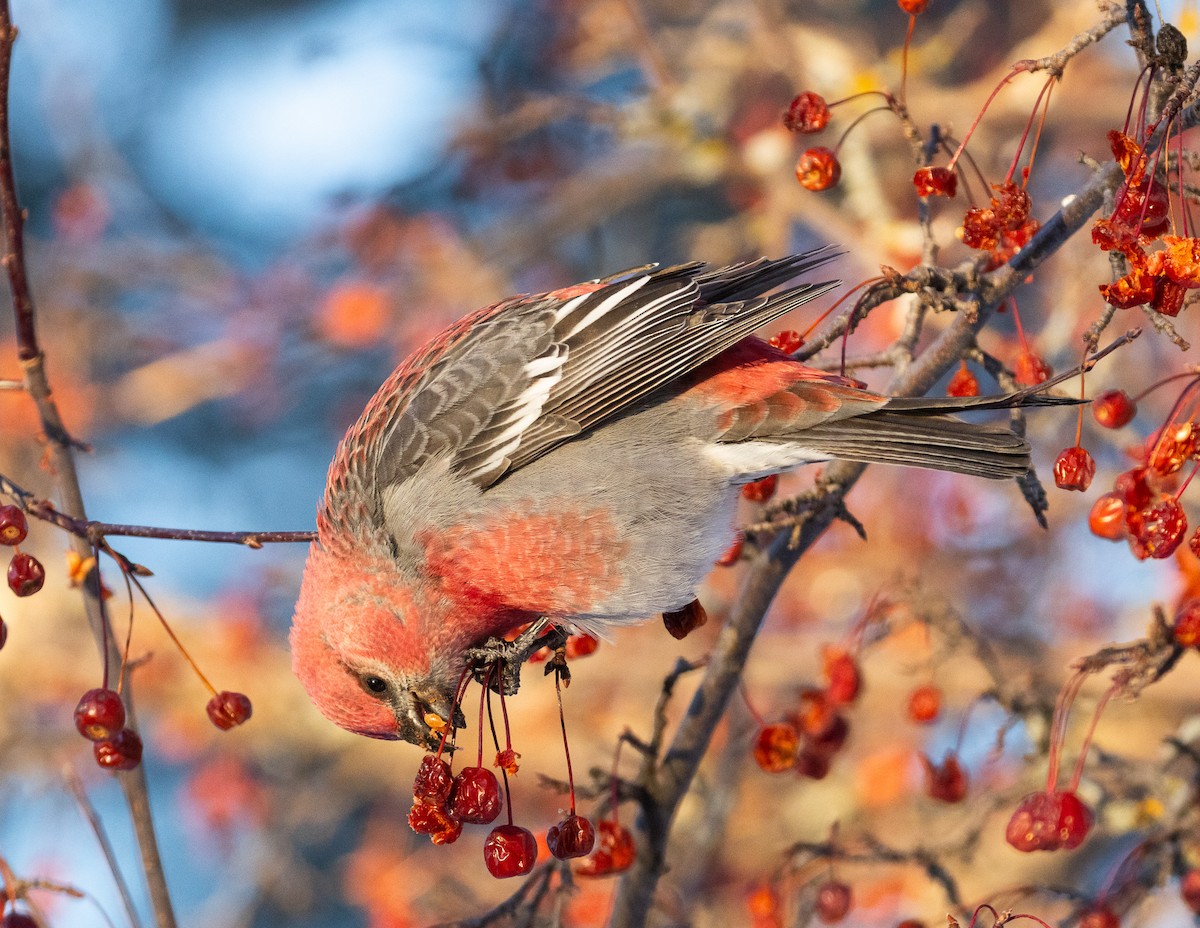 ギンザンマシコ - ML646361536