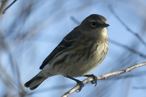 Taçlı Ötleğen - ML646361537