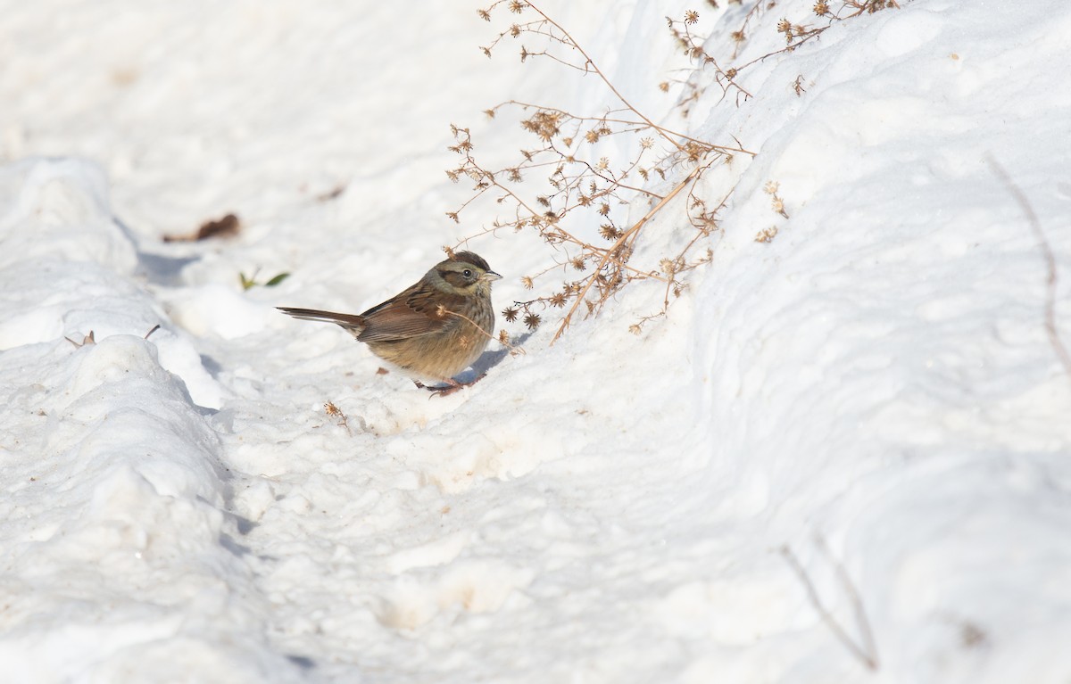Swamp Sparrow - ML646361542