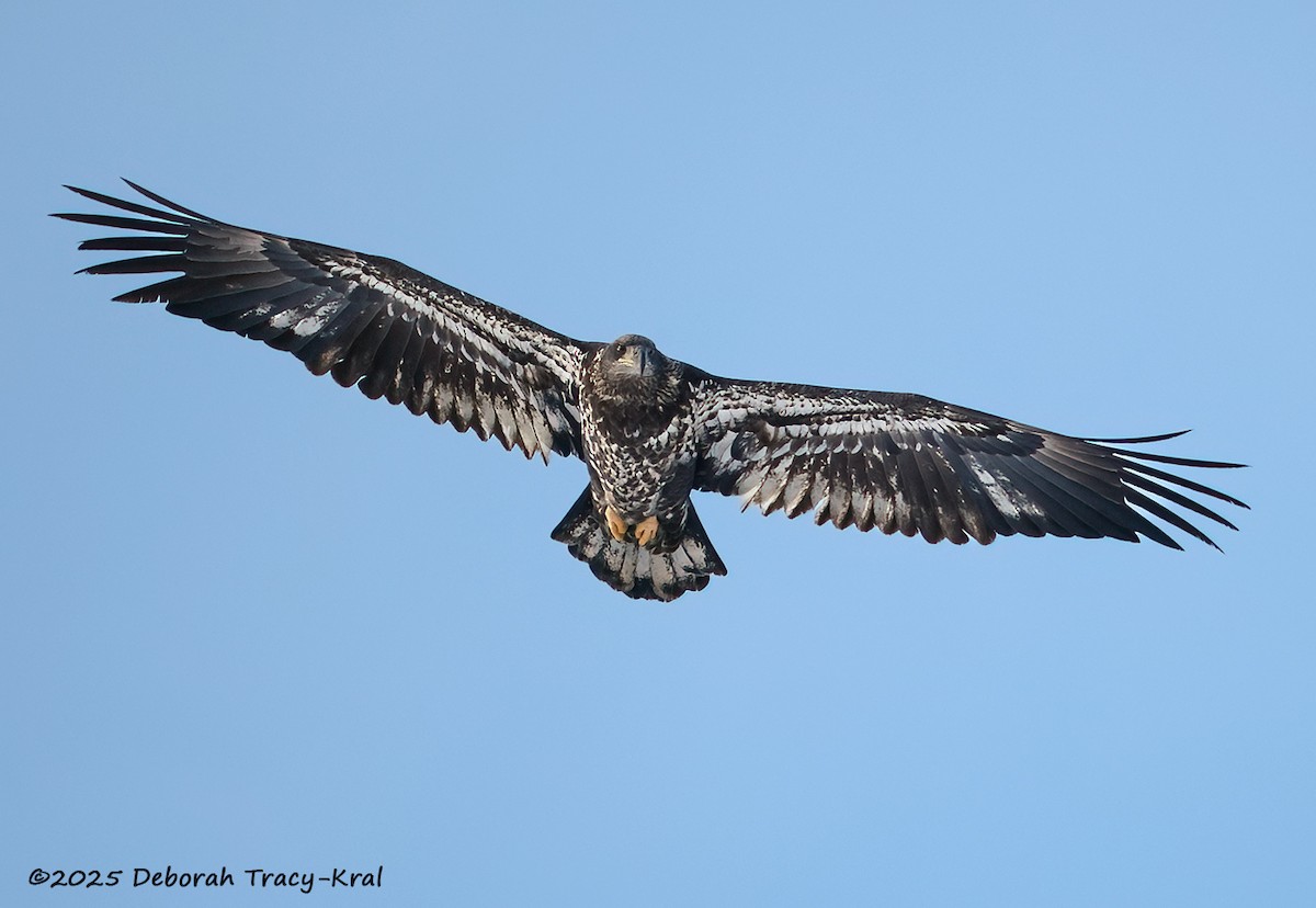 Bald Eagle - ML646361543