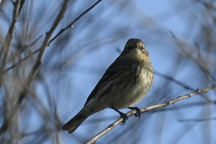 Taçlı Ötleğen - ML646361544