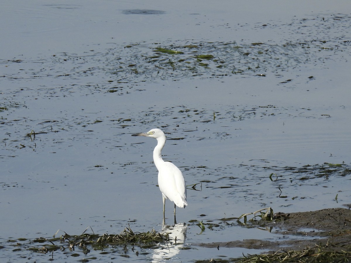 volavka modrošedá - ML646361545