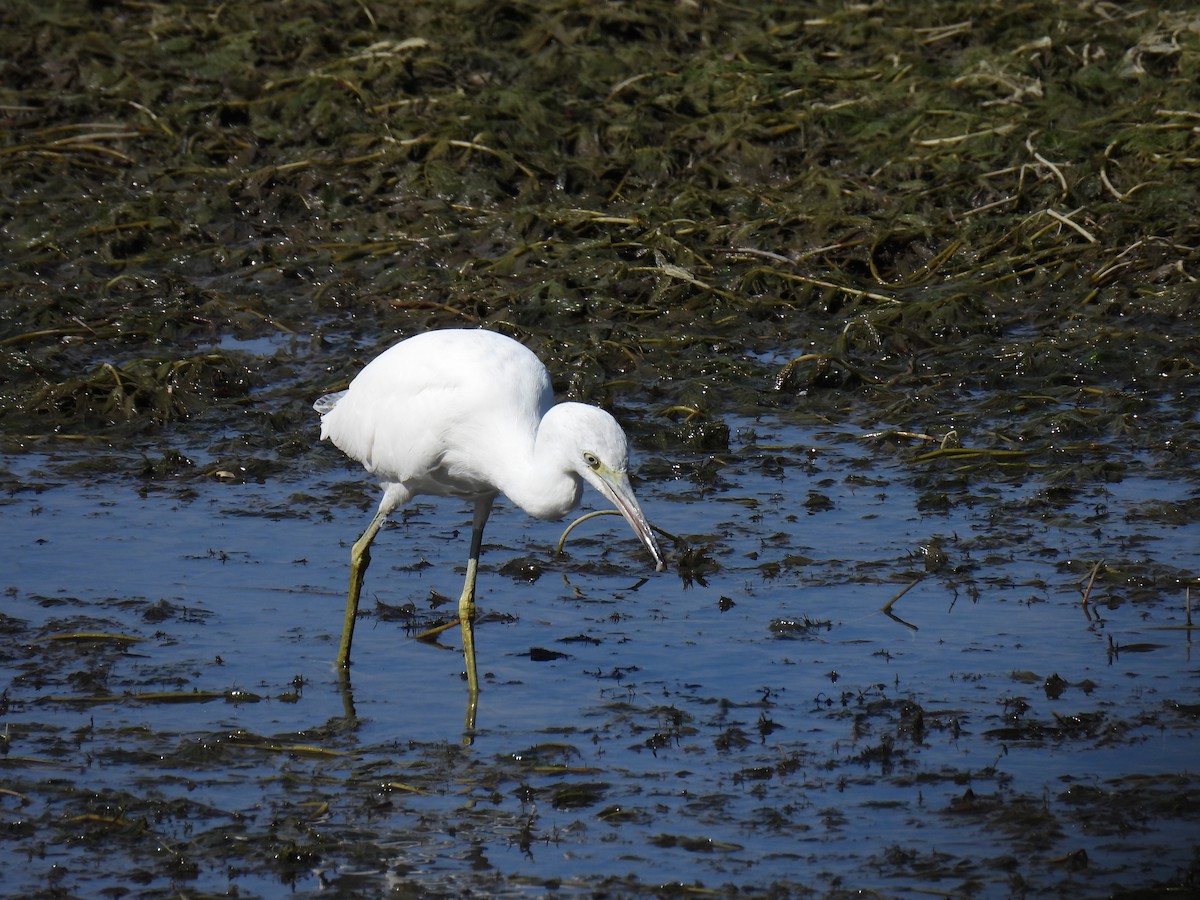 volavka modrošedá - ML646361547