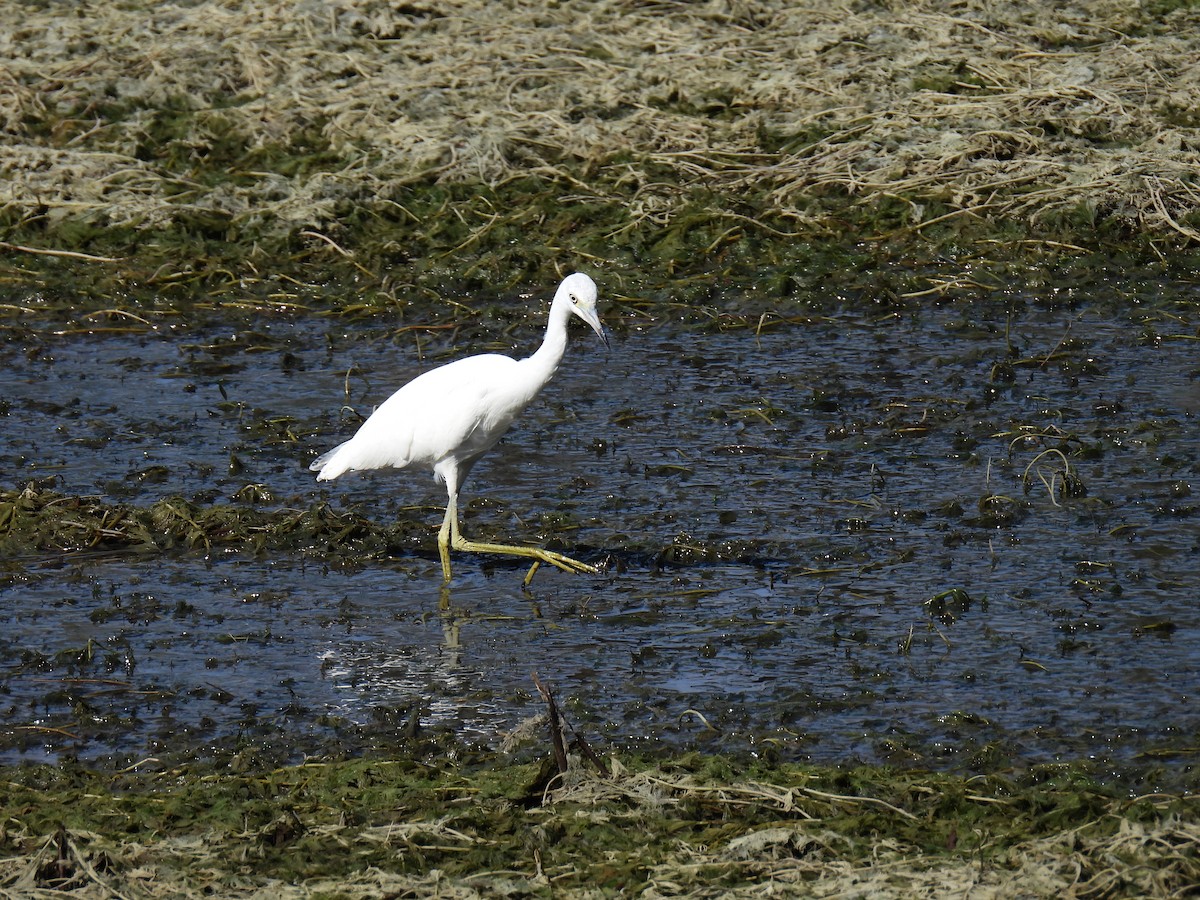 volavka modrošedá - ML646361548