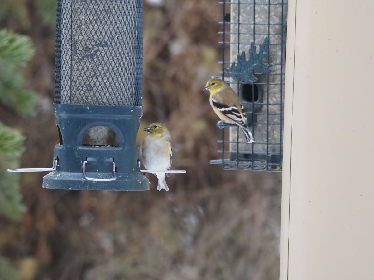 American Goldfinch - ML646361549