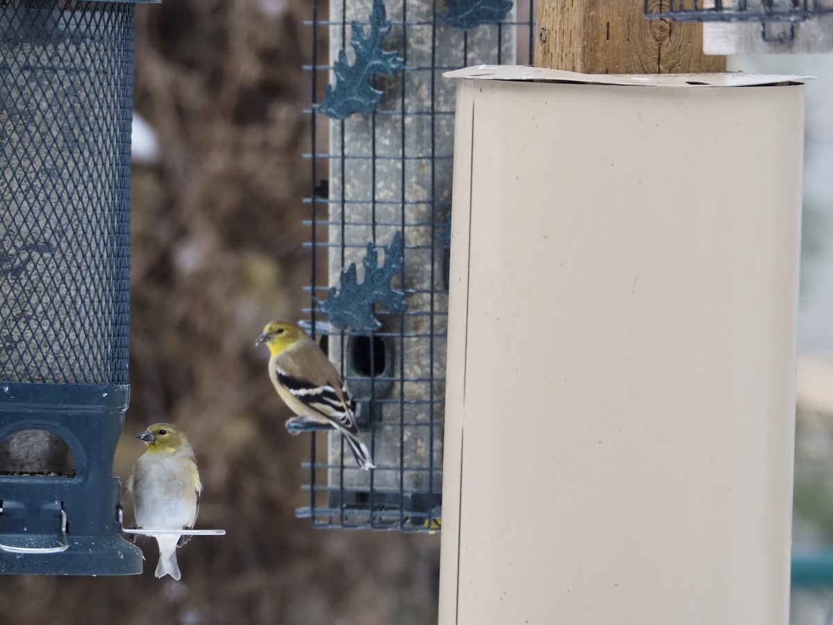 American Goldfinch - ML646361550