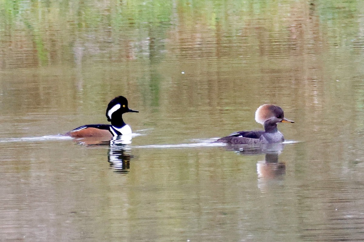 Smergo dal cappuccio - ML646361551