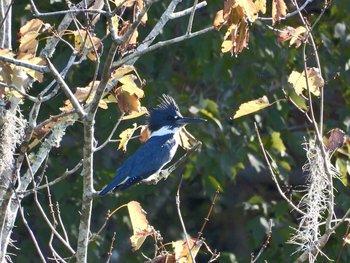 Belted Kingfisher - ML646361552