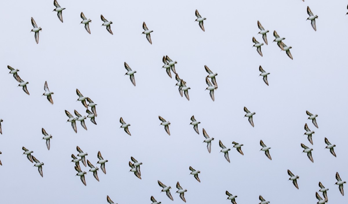 Gambecchio americano - ML646361553