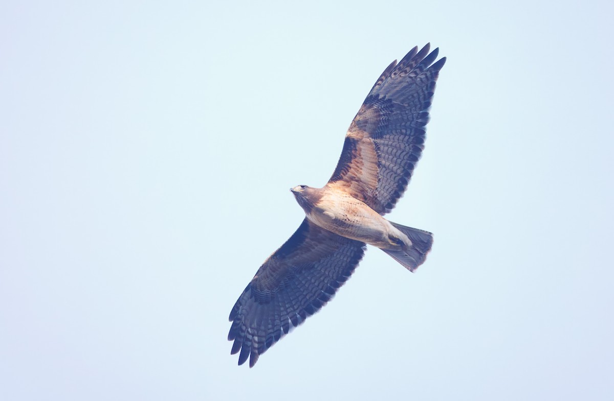 Red-tailed Hawk - ML646361554