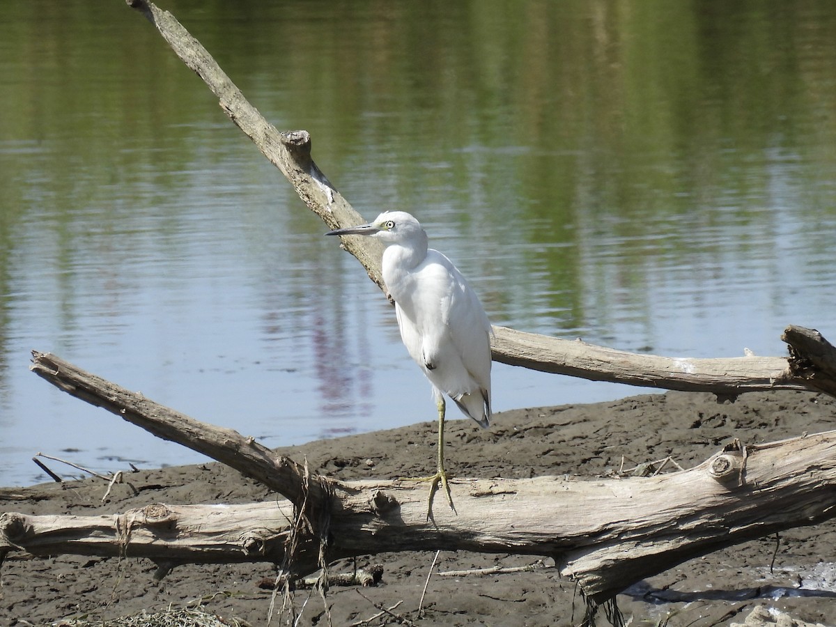 volavka modrošedá - ML646361555