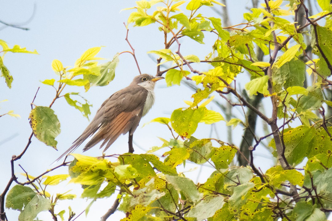 Yellow-billed Cuckoo - ML646361556