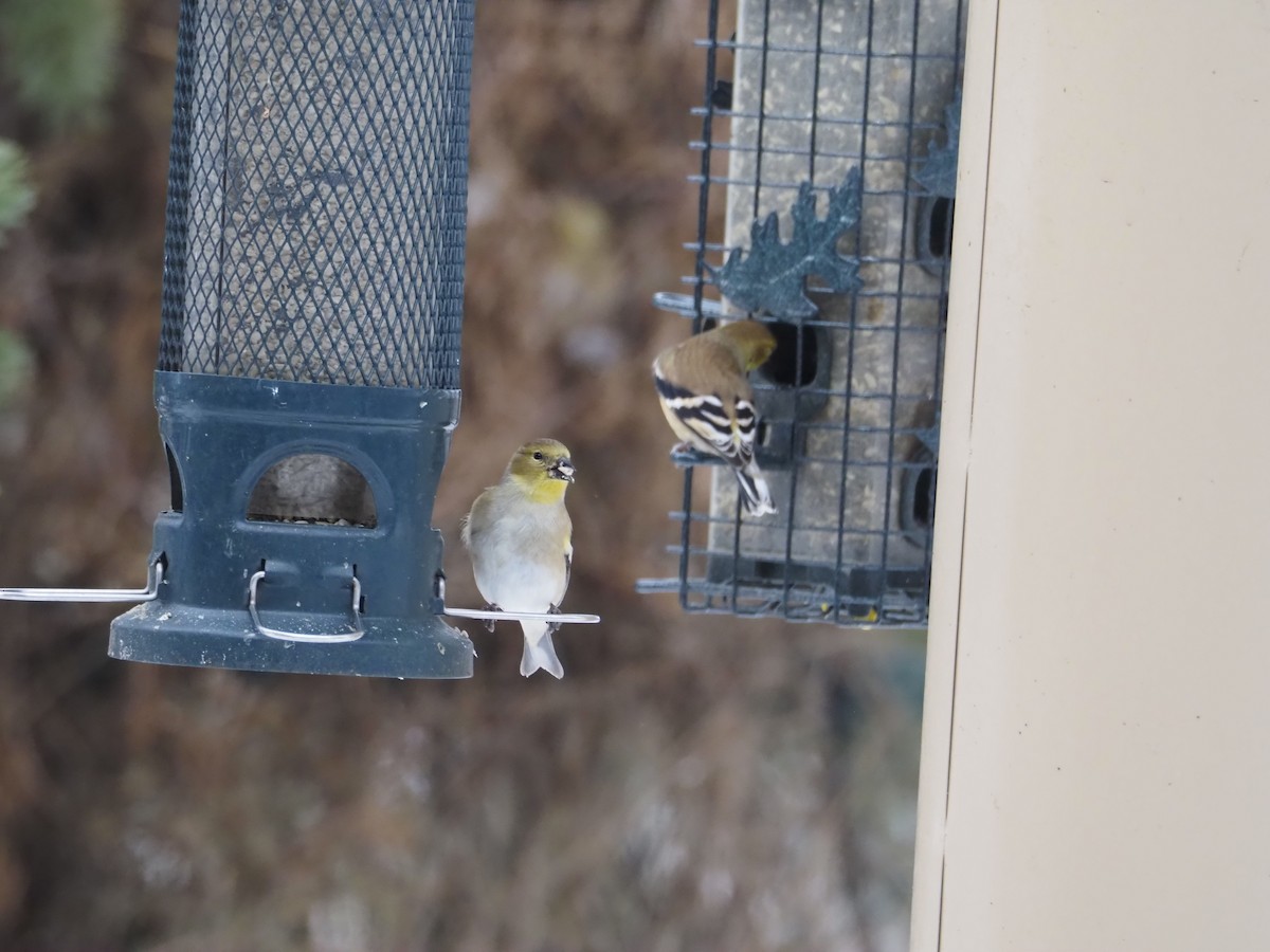 American Goldfinch - ML646361557