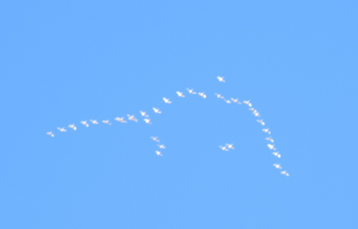 Tundra Swan - ML646361558