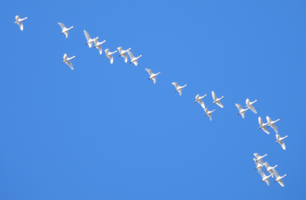 Tundra Swan - ML646361560