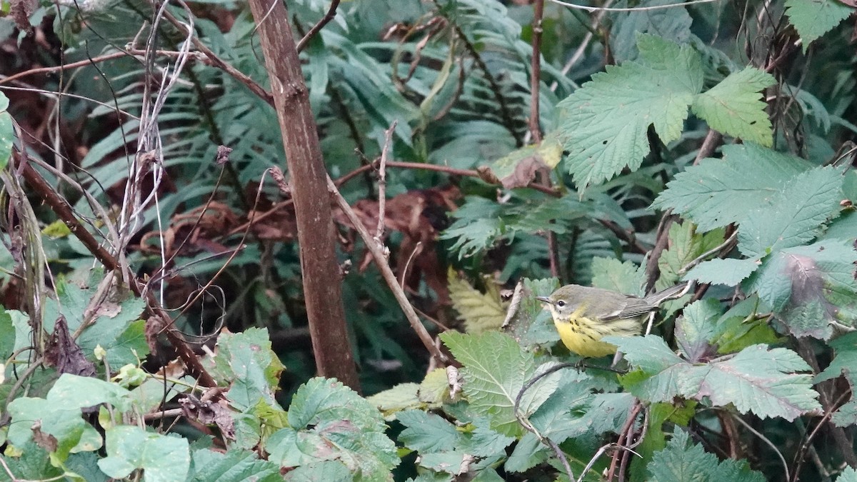 Prairie Warbler - ML646361564