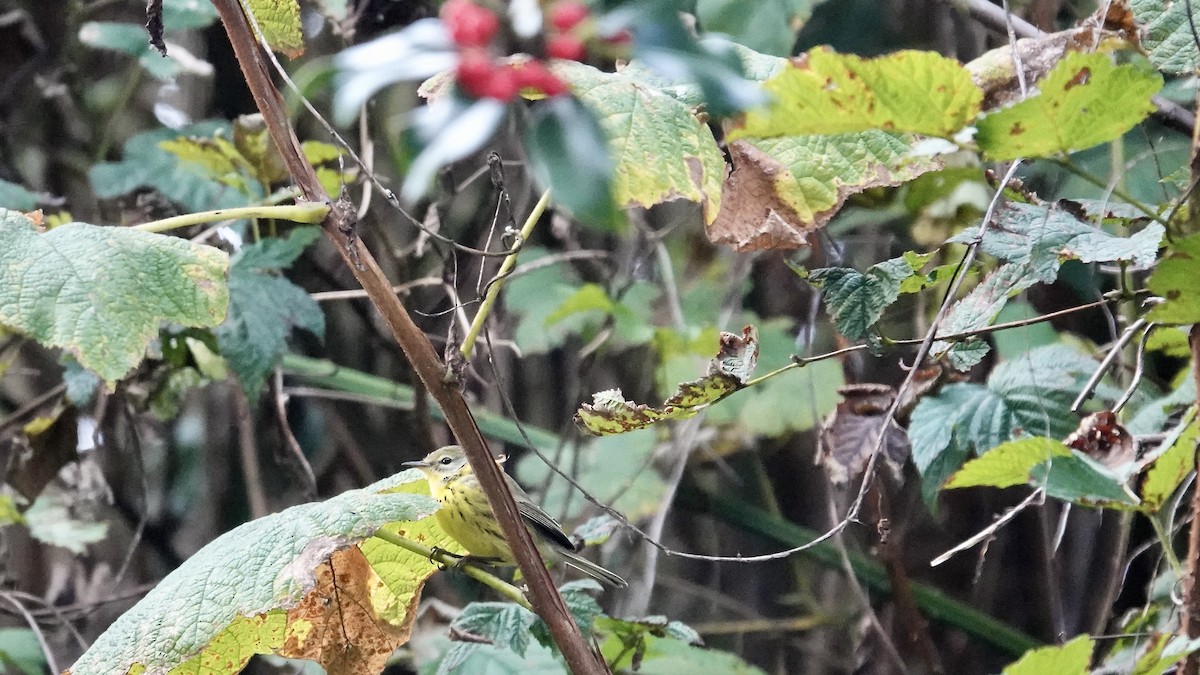 Prairie Warbler - ML646361565