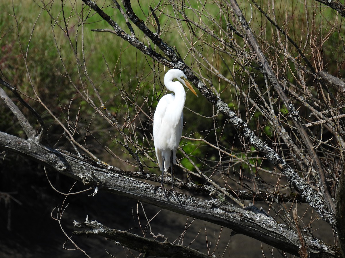 volavka bílá - ML646361567