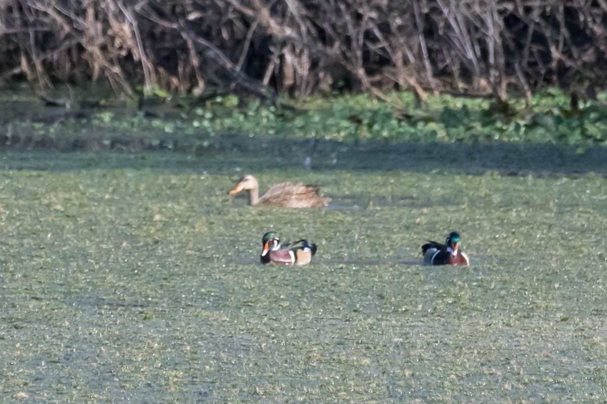 Wood Duck - ML646361568