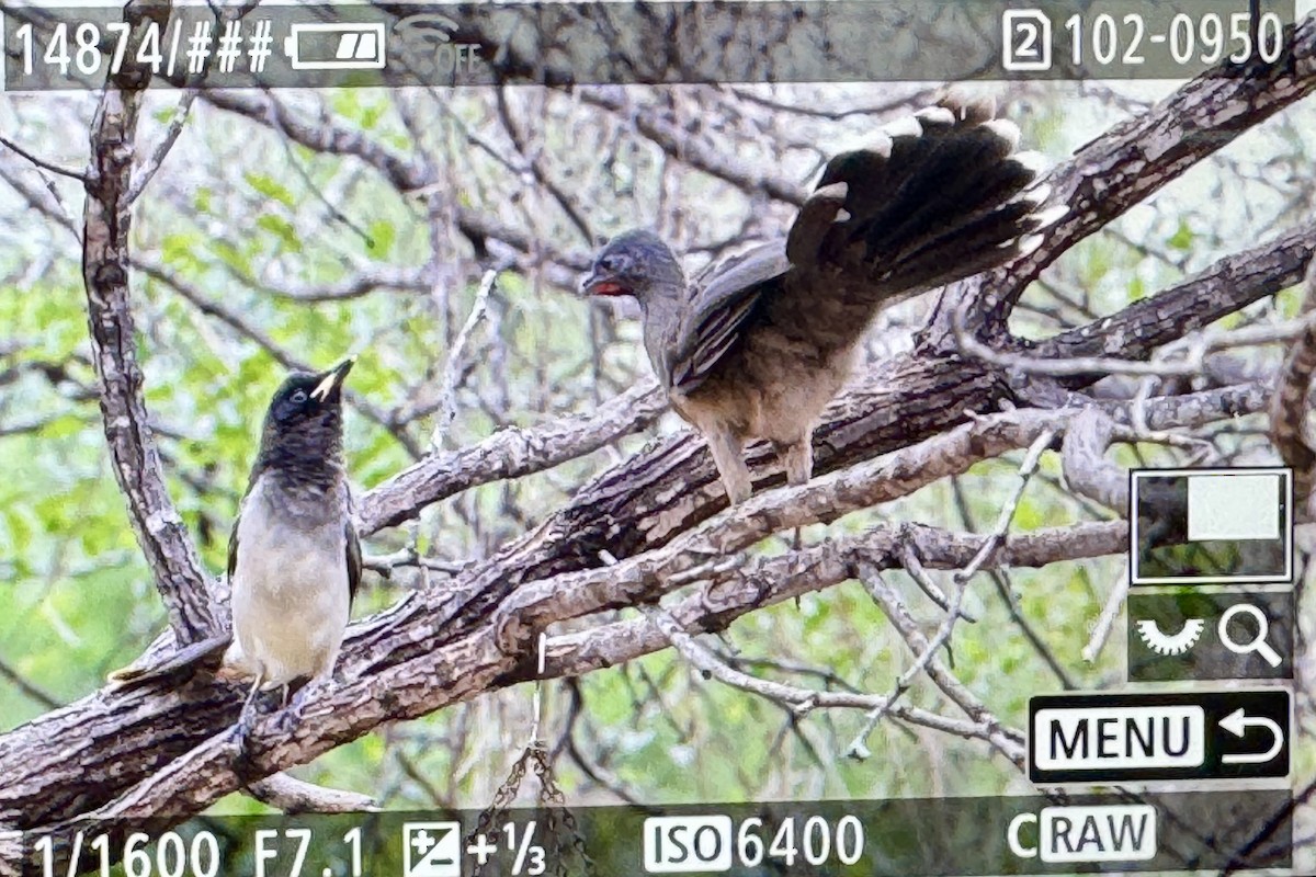 Plain Chachalaca - ML646361571