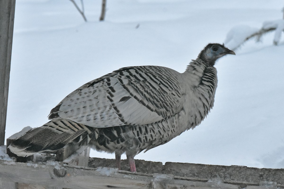 シチメンチョウ - ML646361577